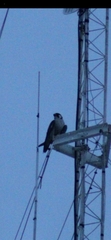 Falco peregrinus