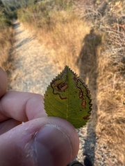 Stigmella anomalella