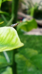 Diaphorina citri