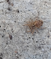 Mexigonus morosus