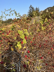 Stigmella anomalella