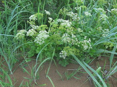 Ligusticum scothicum hultenii