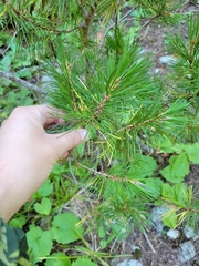 Pinus albicaulis