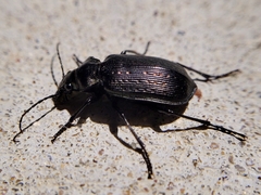 Calosoma sayi
