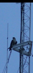 Falco peregrinus