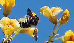 Notanthidium rudolphi