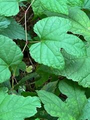 Vitis aestivalis