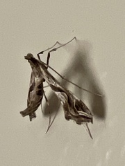 Lineodes integra