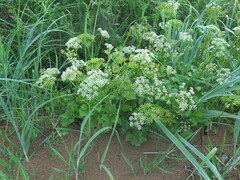 Ligusticum scothicum hultenii