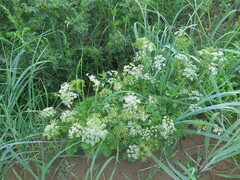 Ligusticum scothicum hultenii