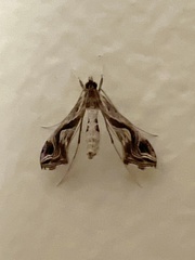 Lineodes integra