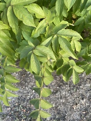 Ungnadia speciosa