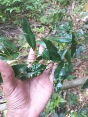 Syzygium floribundum