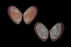 Ameritella versicolor