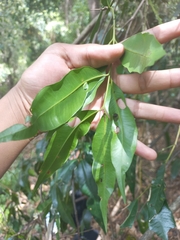 Syzygium floribundum