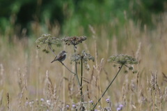 Curruca communis