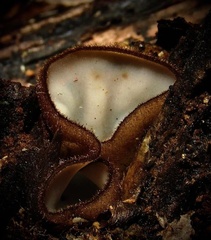 Humaria hemisphaerica