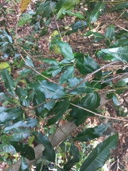 Syzygium floribundum
