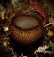 Humaria hemisphaerica