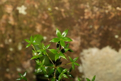 Alyxia oblongata