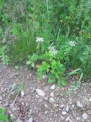 Ligusticum scothicum hultenii