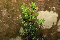 Alyxia oblongata