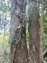 Syzygium floribundum