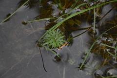 Ranunculus gmelinii