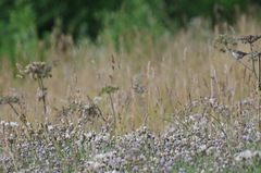 Curruca communis