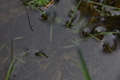 Ranunculus gmelinii