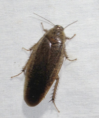 Epilamprinae
