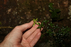 Alyxia oblongata