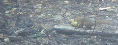 Sciurus lis