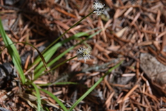 Carex concinnoides