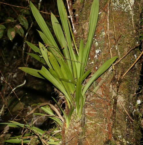 Image of Liparis Angustilabris (Liparis angustilabris) by (c) Greg Tasney, some rights reserved (CC BY-SA)