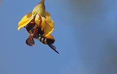 Notanthidium rudolphi