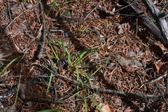 Carex concinnoides