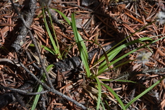 Carex concinnoides