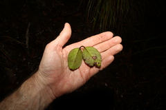 Psydrax lamprophylla