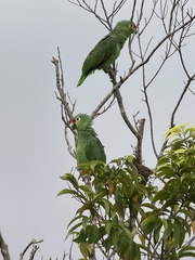 Amazona autumnalis