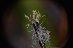 Carex concinnoides