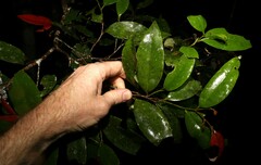Diospyros pentamera