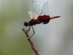Tramea carolina
