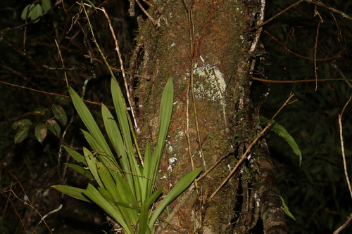 Image of Liparis Angustilabris (Liparis angustilabris) by (c) Greg Tasney, some rights reserved (CC BY-SA)