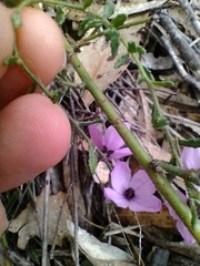 Tetratheca labillardierei