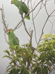 Amazona autumnalis