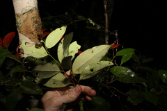 Diospyros pentamera