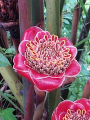 Etlingera hemisphaerica