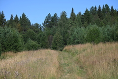 Curruca communis
