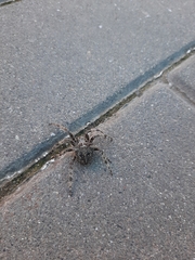 Araneus saevus
